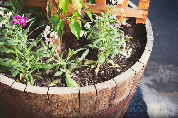 Kırsal ahşap varil bahçesinde beyaz ve pembe çiçek manzarası.