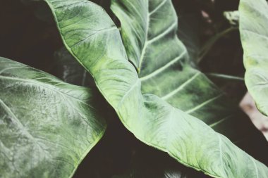 Dev fil kulağı yaprakları manzarası. Bu bitki Colocasia esculenta olarak bilinir..