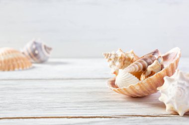 Kırsal ahşap bir yüzey üzerinde arka plan görüntüsü olarak çeşitli güzel kabukların görüntüsü.