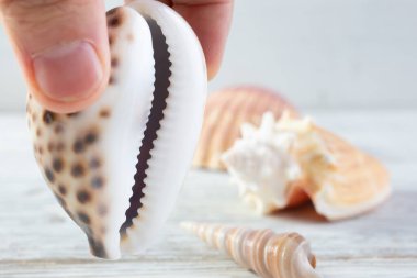 Kırsal bir ahşap yüzey üzerinde kahve çekirdekli deniz kabuğunu tutan bir elin yakından görüntüsü. Arka planda birkaç deniz kabuğu daha var..