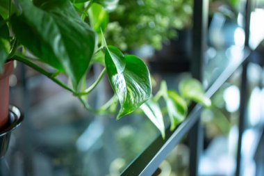 Pothos bitkisinin iç dizayn dekorunun bir parçası olarak görünen bir dalının görüntüsü.