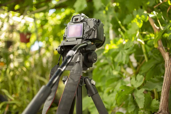 午後の庭の設定で三脚にデジタルカメラのビュー — ストック写真