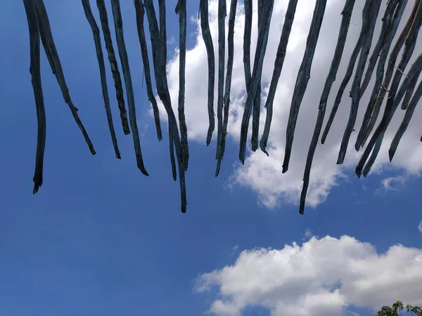 Fila Ramas Árboles Contra Cielo Azul — Foto de Stock