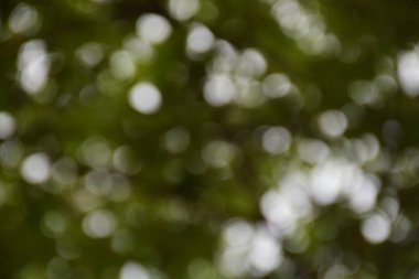 Doğa üzerindeki yeşil bokeh odaklanmamış nesne, sanat soyut bulanık arkaplan