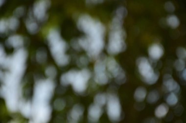 Doğa üzerindeki yeşil bokeh odaklanmamış nesne, sanat soyut bulanık arkaplan