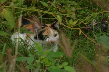 Üç farklı renkte güzel bir yerli kedi. 