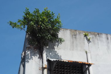 Binalara göz kulak olunmalı ki, duvarlarda yabani bitkiler yetişmesin. 