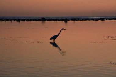 Vinç sahilde balık arıyor.