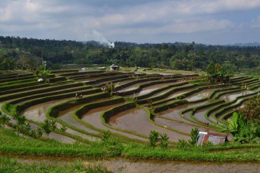 Beautiful rice terrace, very famous as tourist destinations also has been recognized by Unesco as a world heritage. Jatiluwih, Tabanan Regency, Bali Province, Indonesia.