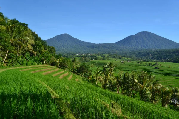 Beautiful Rice Terrace Very Famous Tourist Destinations Also Has Been — Foto Stock