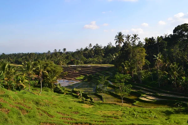 Beautiful Rice Terrace Very Famous Tourist Destinations Also Has Been — Stock Photo, Image