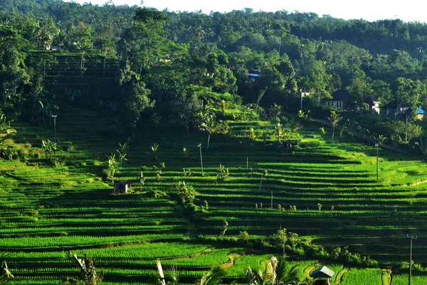 Hermosa Terraza Arroz Muy Famosa Como Destinos Turísticos También Sido —  Fotos de Stock