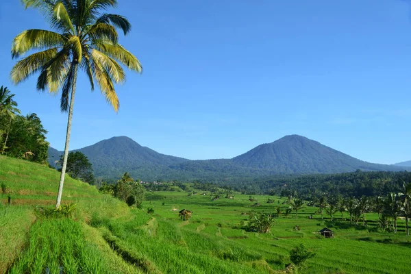 Beautiful Rice Terrace Very Famous Tourist Destinations Also Has Been — 图库照片