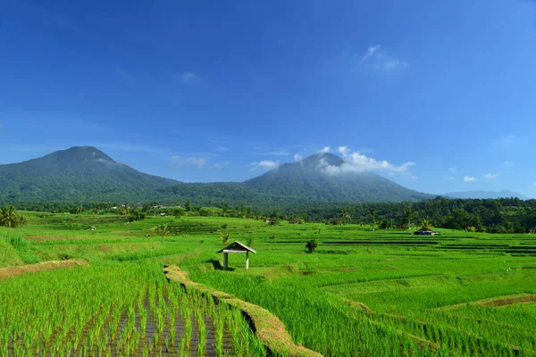 Beautiful Rice Terrace Very Famous Tourist Destinations Also Has Been — Foto Stock
