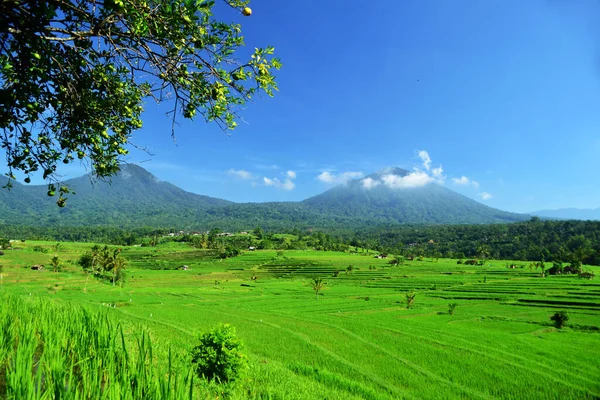 Beautiful Rice Terrace Very Famous Tourist Destinations Also Has Been — Foto Stock