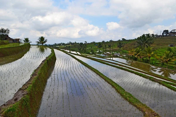Beautiful Rice Terrace Very Famous Tourist Destinations Also Has Been — Stockfoto
