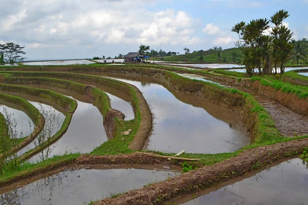 Beautiful Rice Terrace Very Famous Tourist Destinations Also Has Been — Photo