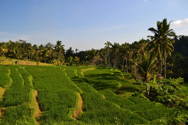Beautiful Rice Terrace Very Famous Tourist Destinations Also Has Been — Stockfoto