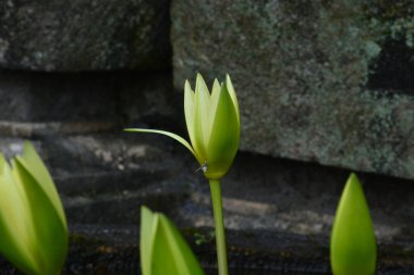 beautiful water-lily flower with purple color, nature garden 