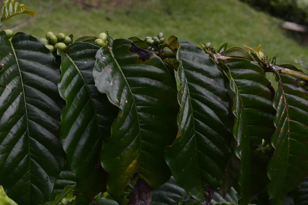 Coffee Tree Coffee Fruit — Stock Fotó