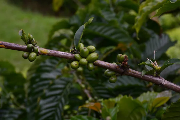 Coffee Tree Coffee Fruit — Zdjęcie stockowe