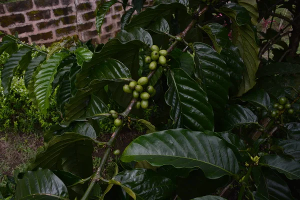 Coffee Tree Coffee Fruit — 스톡 사진