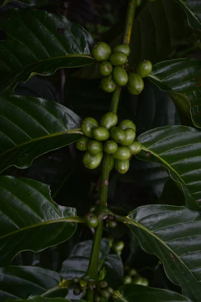 Coffee Tree Coffee Fruit — 스톡 사진