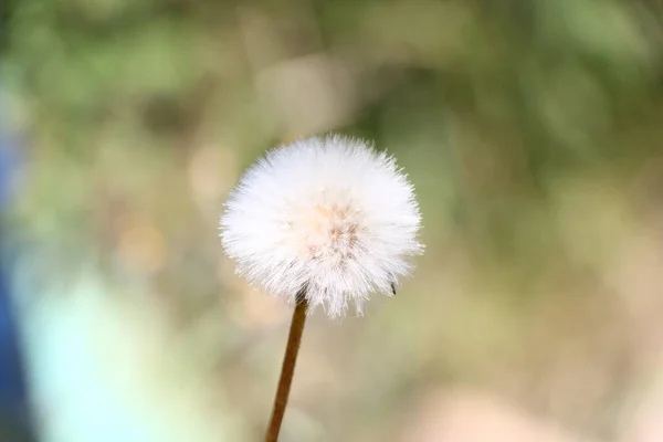 Pampeliška Květina Zeleném Pozadí — Stock fotografie