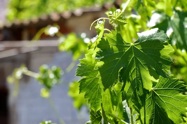 Grapes Growing Vineyard Grape Plant — Stock Photo, Image