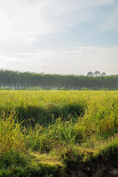 Reisfeld Landwirtschaft Reisfelder Mit Himmel Und Wolken Und Nebel Morgenlicht — Stockfoto