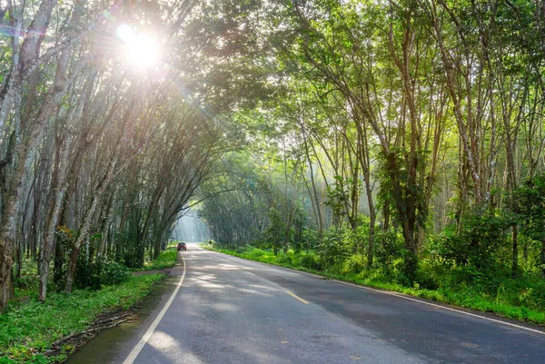 Güney Tayland Kauçuk Ağaçta Kauçuk Fidanlıkta Ağaç Kauçuk Bahçesinde Yol — Stok fotoğraf