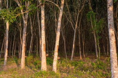 Kauçuk ağacı, kauçuk lateks, plantasyon ve Güney Tayland 'da ağaç kauçuğu.