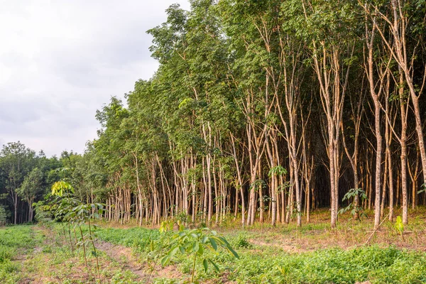 Резиновое Дерево Латексная Резина Плантация Каучук Юге Таиланда — стоковое фото