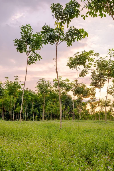 Gummibaum Latexkautschuk Plantage Und Baumkautschuk Südthailand — Stockfoto