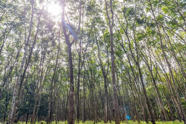 Pohon Karet Karet Latex Perkebunan Dan Karet Pohon Thailand Selatan — Stok Foto