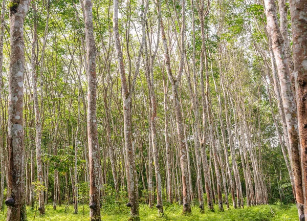 Latex Karet Pohon Karet Perkebunan Dan Karet Pohon Thailand Selatan — Stok Foto