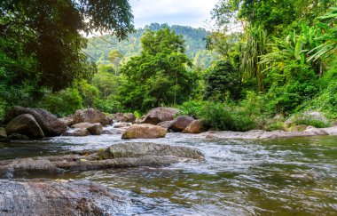 Ormanda ve nehir taşında ağaç ve güneş ışığı olan nehir, Ormanda su nehir ağacı, Taş nehir ve ağaç yaprağı