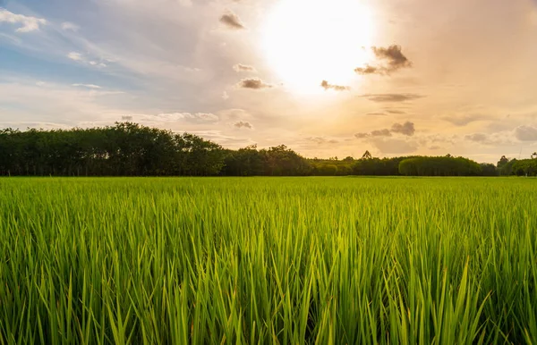 Reisfelder Reisfeldern Ländlich Mit Wolkenhimmel Bei Tageslicht Grüne Felder Ländliche — Stockfoto