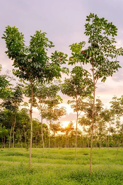 Güney Tayland 'da Plantation Lastik Ağacı, Lateks Lastik ve Ağaç kauçuğu