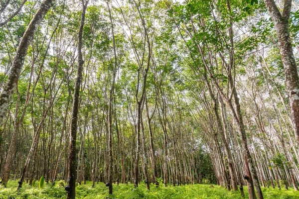 Latex Karet Pohon Karet Perkebunan Dan Karet Pohon Thailand Selatan — Stok Foto
