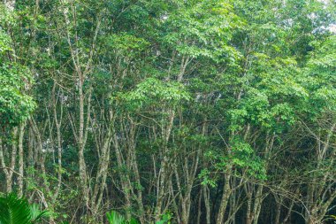 Güney Tayland 'da kauçuk, kauçuk ağacı, fidanlık ve ağaç lastiği.