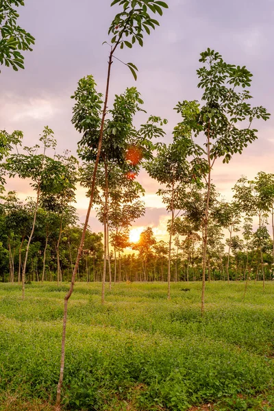 Plantación Árbol Caucho Caucho Látex Caucho Árbol Sur Tailandia — Foto de Stock