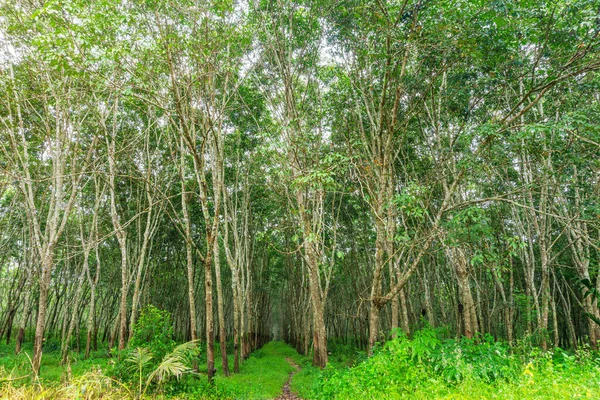 Borracha Látex Árvore Borracha Plantação Borracha Árvore Sul Tailândia — Fotografia de Stock