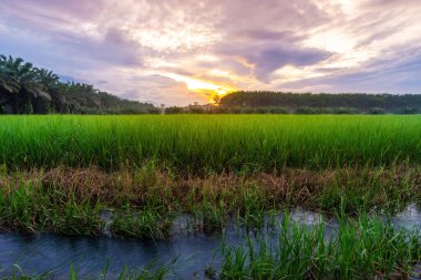 Pirinç tarlasında pirinç tarlası, bulutlu gökyüzü, yeşil kırsal arazi, yeşil tarlalı Paddy pilavı.
