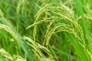 Pirinç tarlasında pirinç tarlası, bulutlu gökyüzü, yeşil kırsal arazi, yeşil tarlalı Paddy pilavı.