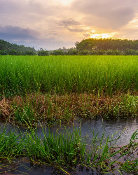 Reisfelder Reisfeldern Ländlich Mit Wolkenverhangenem Himmel Bei Tageslicht Grüne Felder — Stockfoto