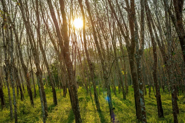 Pohon Karet Karet Latex Perkebunan Dan Karet Pohon Thailand Selatan — Stok Foto