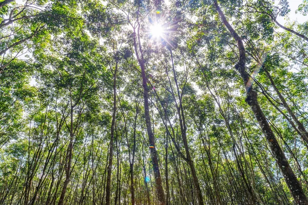 Borracha Borracha Látex Plantação Borracha Árvore Sul Tailândia — Fotografia de Stock
