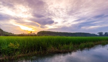 Pirinç tarlasında pirinç tarlası, bulutlu gökyüzü, yeşil kırsal arazi, yeşil tarlalı Paddy pilavı.