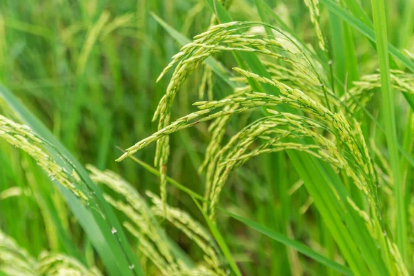 Pirinç tarlasında pirinç tarlası, bulutlu gökyüzü, yeşil kırsal arazi, yeşil tarlalı Paddy pilavı.